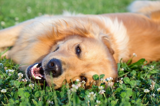How to Train Your Pet After Electric Dog Fence Installation