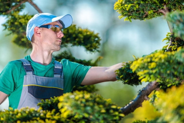 Professional Tree Service: Your Property's Green Investment