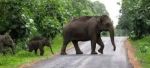 Jim Corbett Tour – A Complete Travel Guide For Nature and Wildlife Lovers