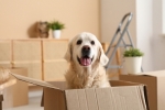 Summer Moving in Ottawa: Beating the Heat with Foosun’s Tips