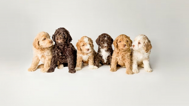 Seasonal Care Tips for Australian Labradoodles: Summer to Winter