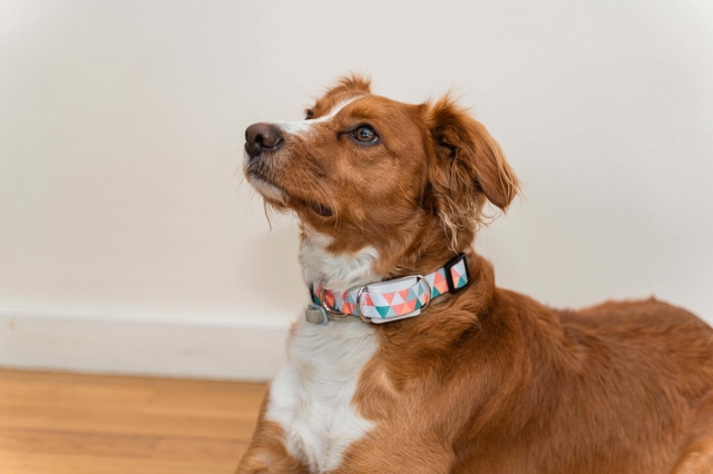 How to Monitor Your Dog’s Health at Home