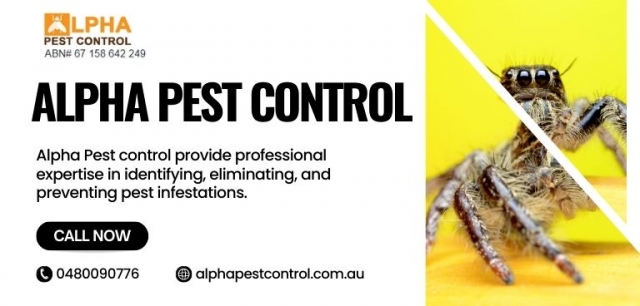 Creepy Crawlers: Identifying and Dealing with Common Spider Infestations