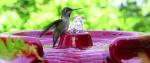 8 Things You Should Know Before Installing a Birdbath