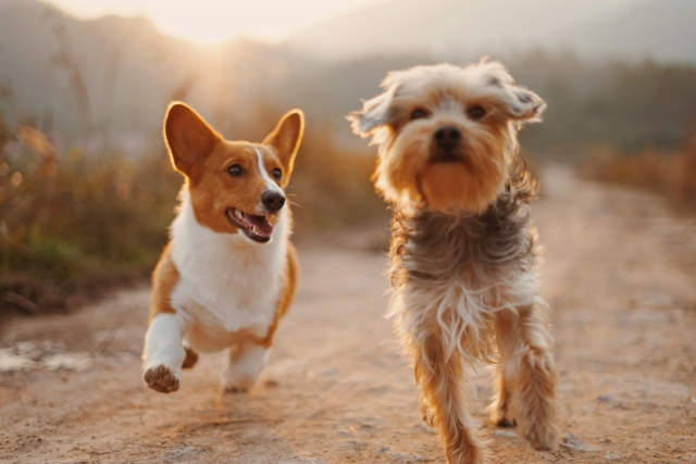 Topical vs Oral Flea Treatments: Pros and Cons for Pet Owners 