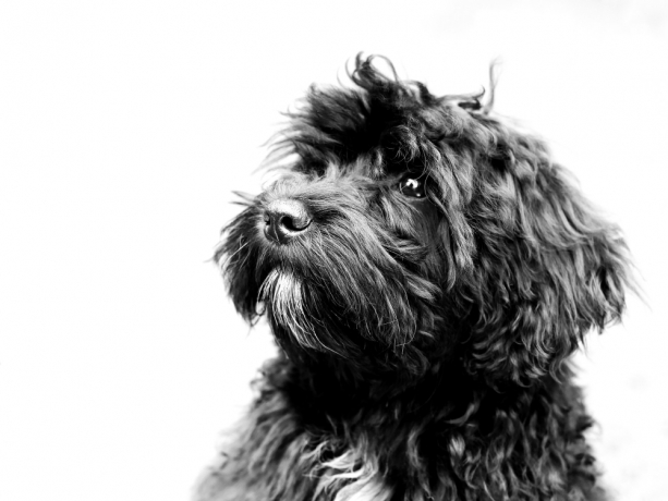 Why Pet Portraits from Photos Are Perfect for Busy Pet Owners