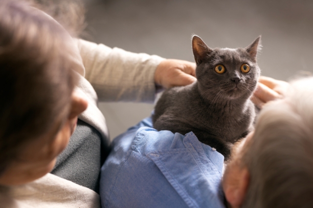 Understanding Russian Blue Cat Prices: A Look at HappyPawsUS