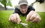 Why Lawn Treatment and Care Services Are Key to a Healthy Garden