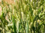 The world needs durum – A Canadian Farmer perspective Why Canadian Farmers Need Stronghold Durum Seed