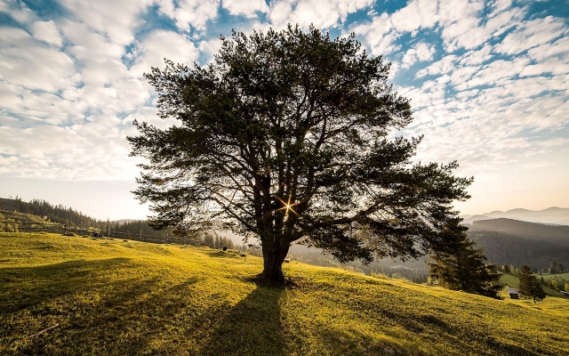 The Silent Threat in Your Backyard: How Dead Tree Removal Prevents Property Damages