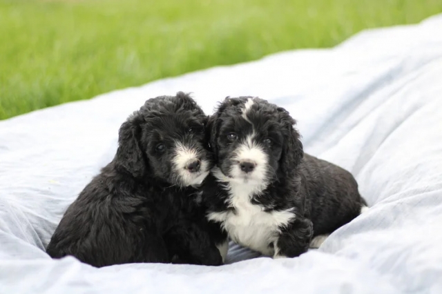 Arizona Bernedoodle Breeders Helping Families Find Their Perfect Puppy