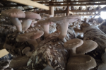Mushrooms: Nature’s Superfood with Endless Benefits