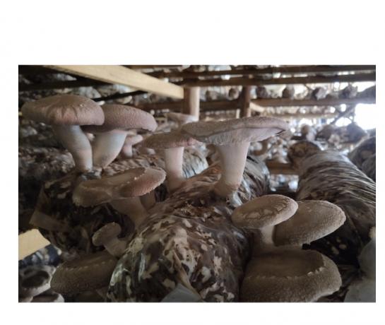 The Ultimate Guide to Shiitake Mushrooms: Health, Cooking, and Cultivation