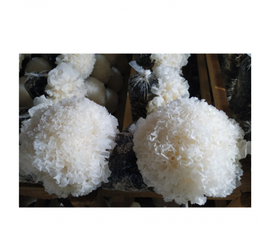 Snow Fungus: The Ultimate Guide to Benefits, Uses, and Comparisons