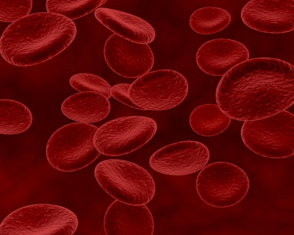 A microscopic view of red blood cells, often used to represent blood cancer and hematology studies.