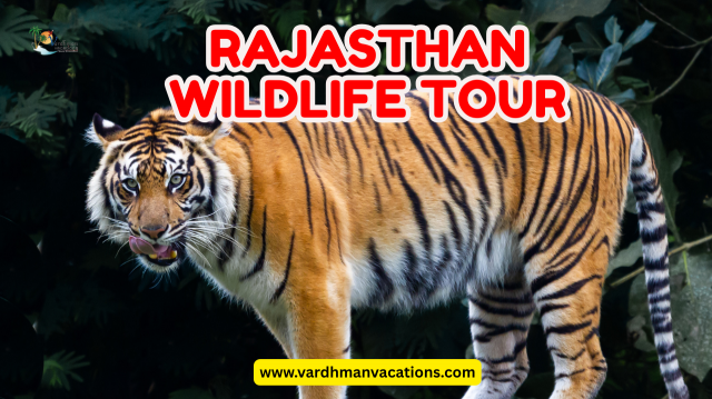 Rajasthan Wildlife Tour: See Tigers, Birds, and More