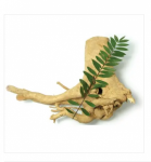 Unlocking the Potential of Tongkat Ali Extracts: A Comprehensive Guide