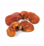 Unlocking the Power of Mushroom Extracts: Benefits, Applications, and Industry Insights