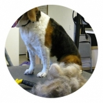 Should You Groom at Home or Book Professional Pet Grooming Houston Texas?