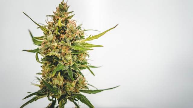 The Importance Of Preparing For Delta 8 THC: A Guide For Newcomers