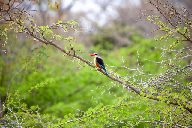 Serengeti Safari Adventures with Tanzania Tour Packages: