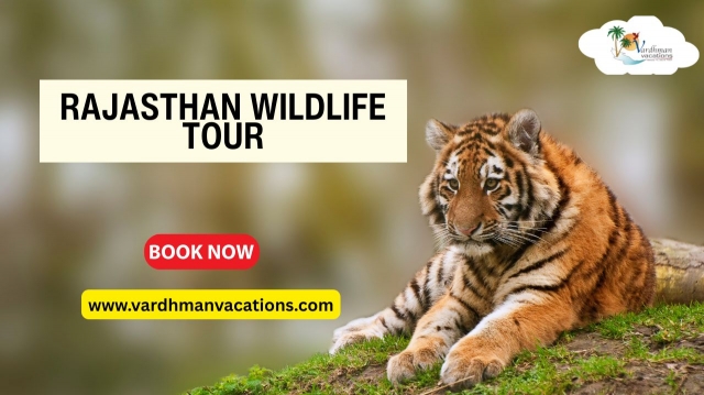 Rajasthan Wildlife Tour: An Unforgettable Experience in the Land of Kings