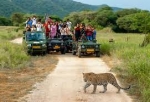 The Ultimate Guide to Jhalana Safari: Exploring the Untamed Wilderness