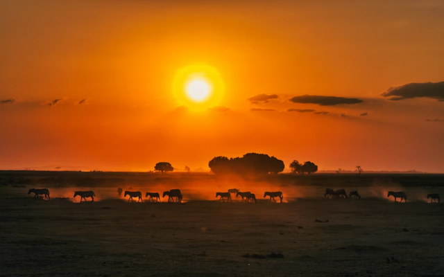 Wild Hearts of Kenya: Nairobi National Park to Diani Beach: