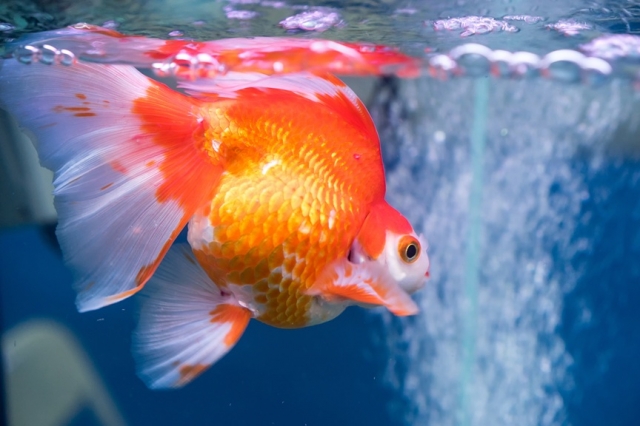 Where to Buy Pet Fish for Sale in Quebec and Across Canada