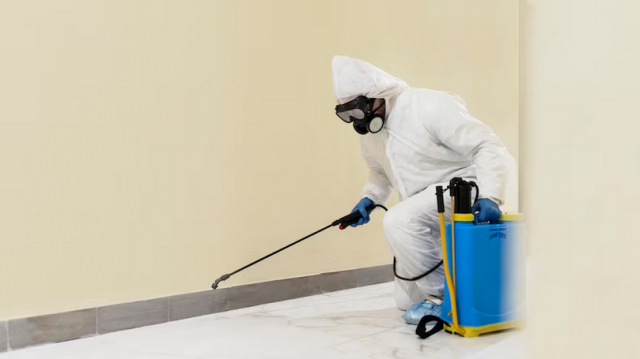 Broward Mold Remediation: Your Path to a Mold-Free Home