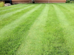 Top Lawn Disease Treatments for a Healthy Lawn in Chichester