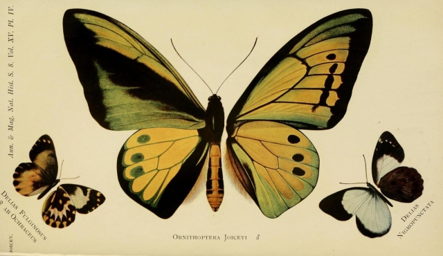 How to Introduce Botany and Zoology the Montessori Way