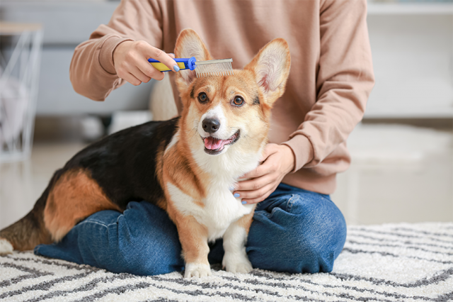How Quality Dog Care Centers Improve Pet Health and Behavior