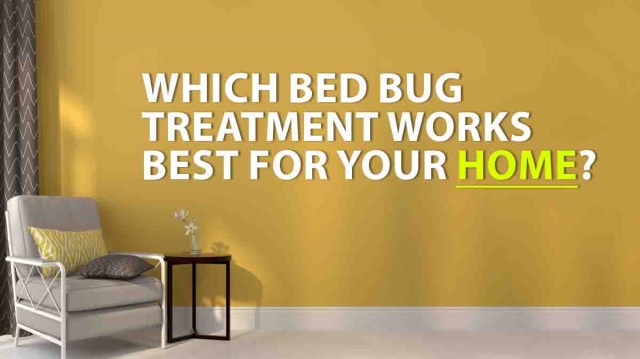 Which Bed Bug Treatment Works Best for Your Home? 