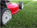 Professional Lawn Care in Chichester: A Local Guide to Healthy, Luxury Lawns