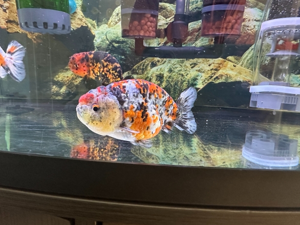Discover the Best Fancy Goldfish in Austin at ChuChuGoldfish