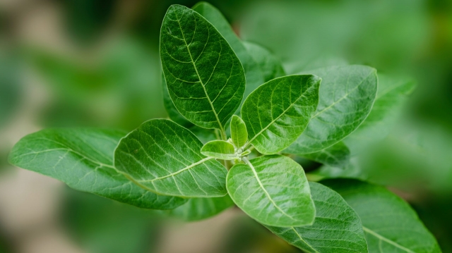 What Is Ashwagandha?