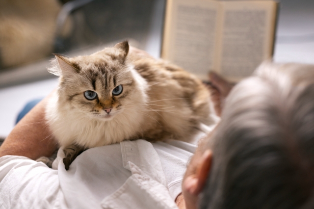 How Breeders Train Ragdoll Kittens for Families: An Insider's Guide