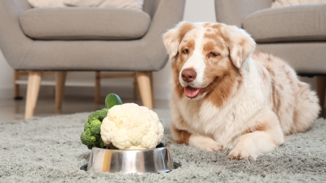 Keeping Your Dog’s Heart Safe Naturally