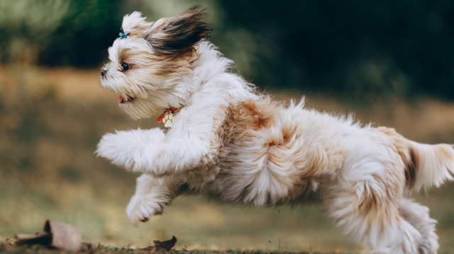 A Complete Guide to Living Comfortably With Shih Tzu Allergies