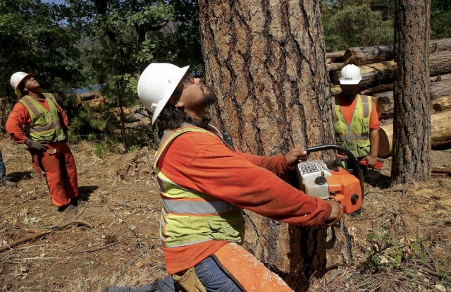 The Top 5 Tree Fellers in Midrand