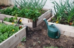 Container Vegetable Garden 