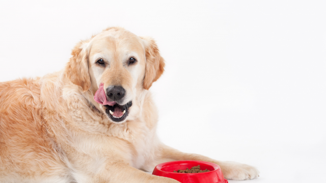 Safe Meals for Dogs with Food Sensitivity