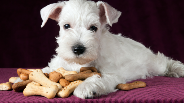 Ultimate Guide to Dog Oral Health: Fresh Breath and Strong Teeth