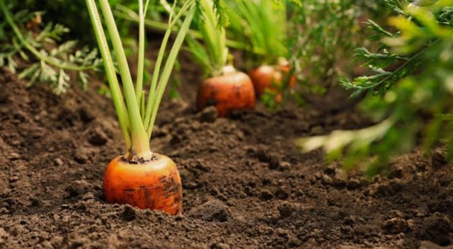 Growing Carrots