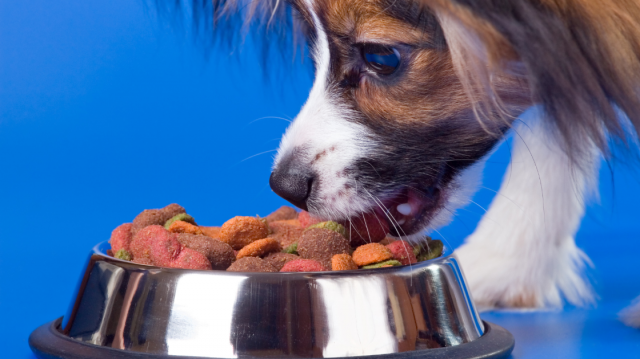 Acana Dog Food for Strong Dogs and Lasting Health