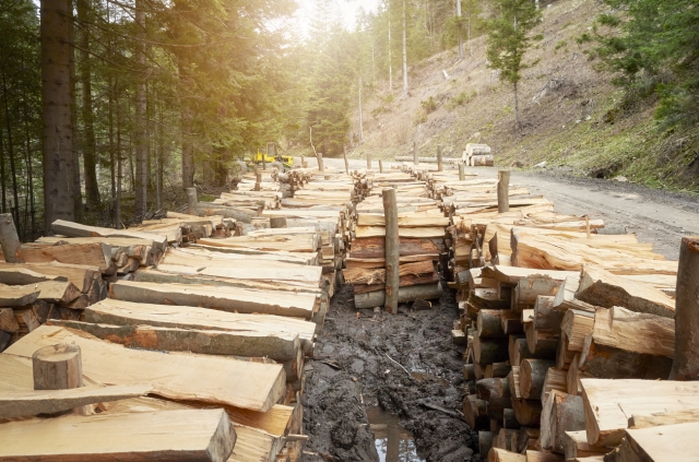 The Environmental Benefits of Sourcing Sustainable Lumber