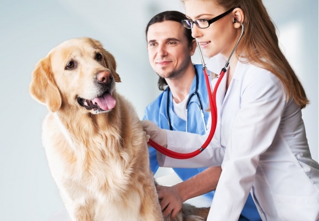 Pet Insurance Companies