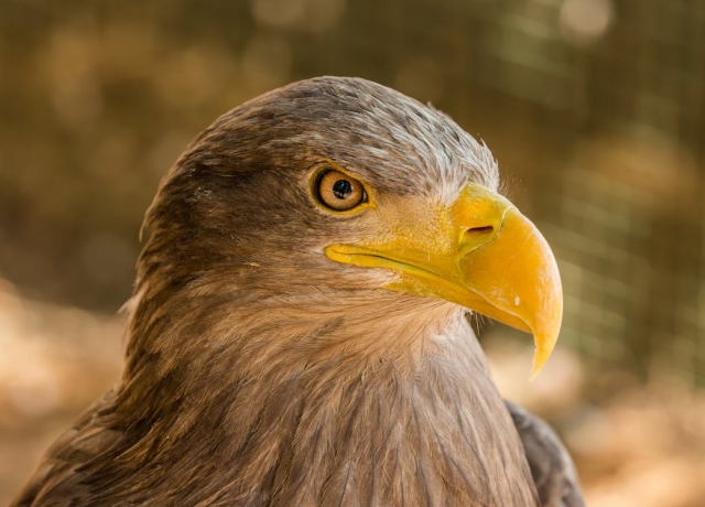 Golden Eagle: Characteristics, Behavior, Diets & More