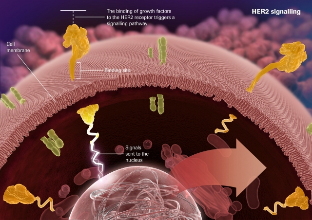 HER2-Positive Breast Cancer Market Size and Growth Fueled by Targeted Therapies